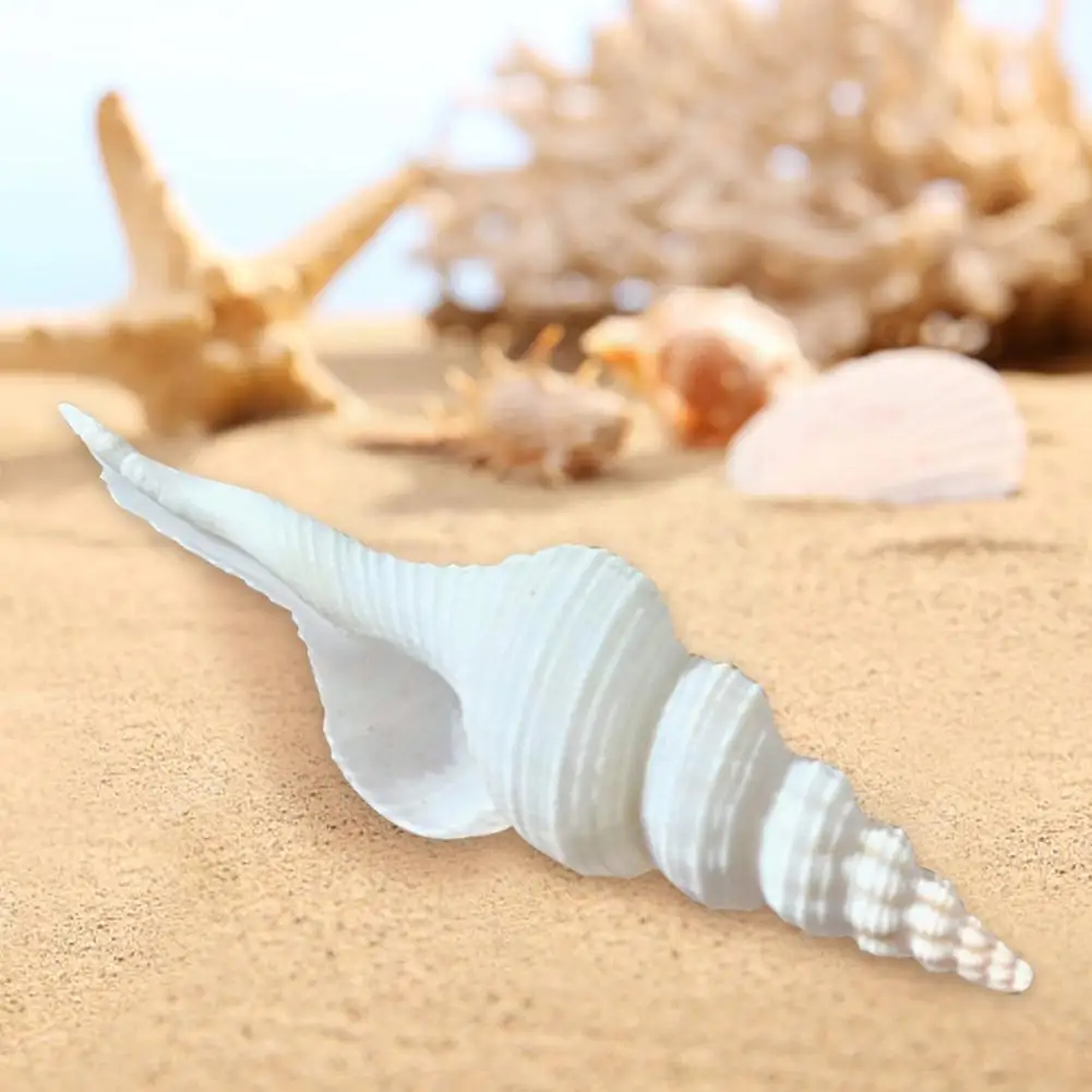 

Hot Sale Natural Conch And White Long Snail Fish Prop Photo Decorations Landscape Aquarium Decoration H3o5