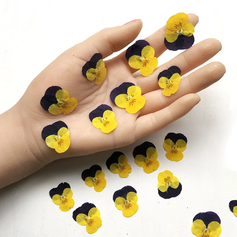 1 Набор прессованных фиолетовых и желтых сушеных Альт Триколор L. Цветочная