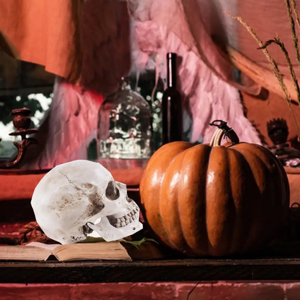 Модель черепа со съемной челюстью модель в натуральную величину обучающая