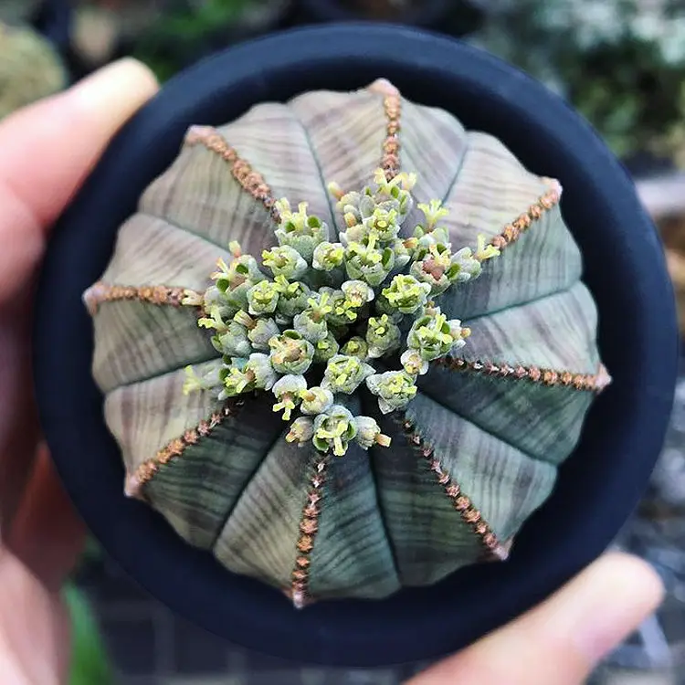 

50 шт., семена суккулентов «Buwenqiu-Catus»