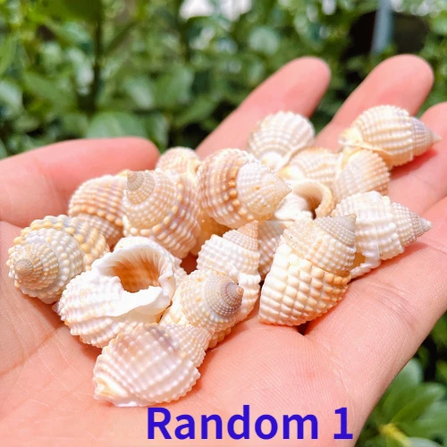 

Коллекция ракушек