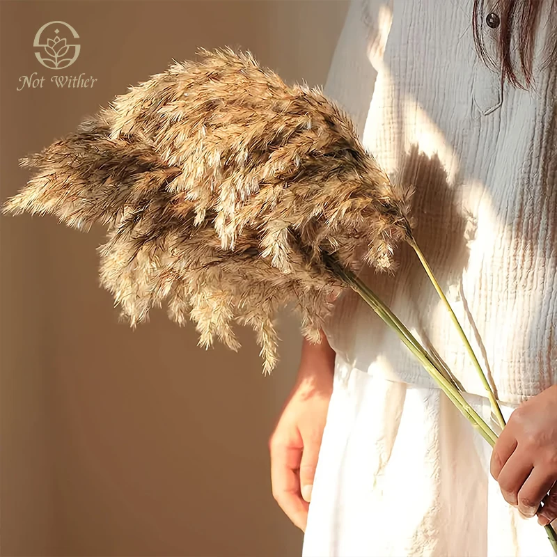 

Dried Pampas Grass Natural Preserved Flowers Farmhouse Boho Decor Home Table Office Decoration Photography Props Flores Secas