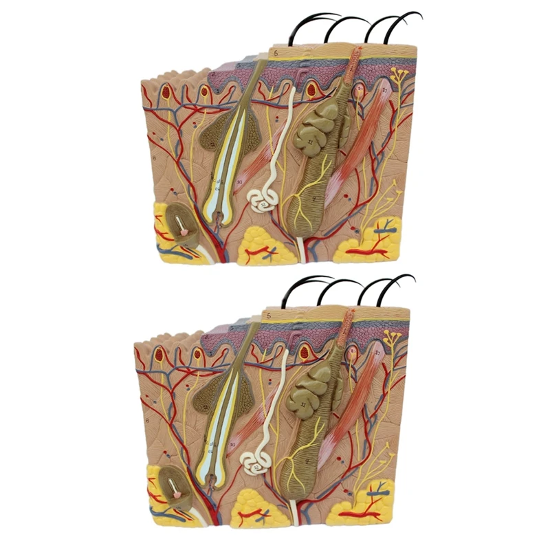 

2X Skin Model, 35X/50X Skin And Hair Structure Enlarge Model Anatomical Model Anatomy