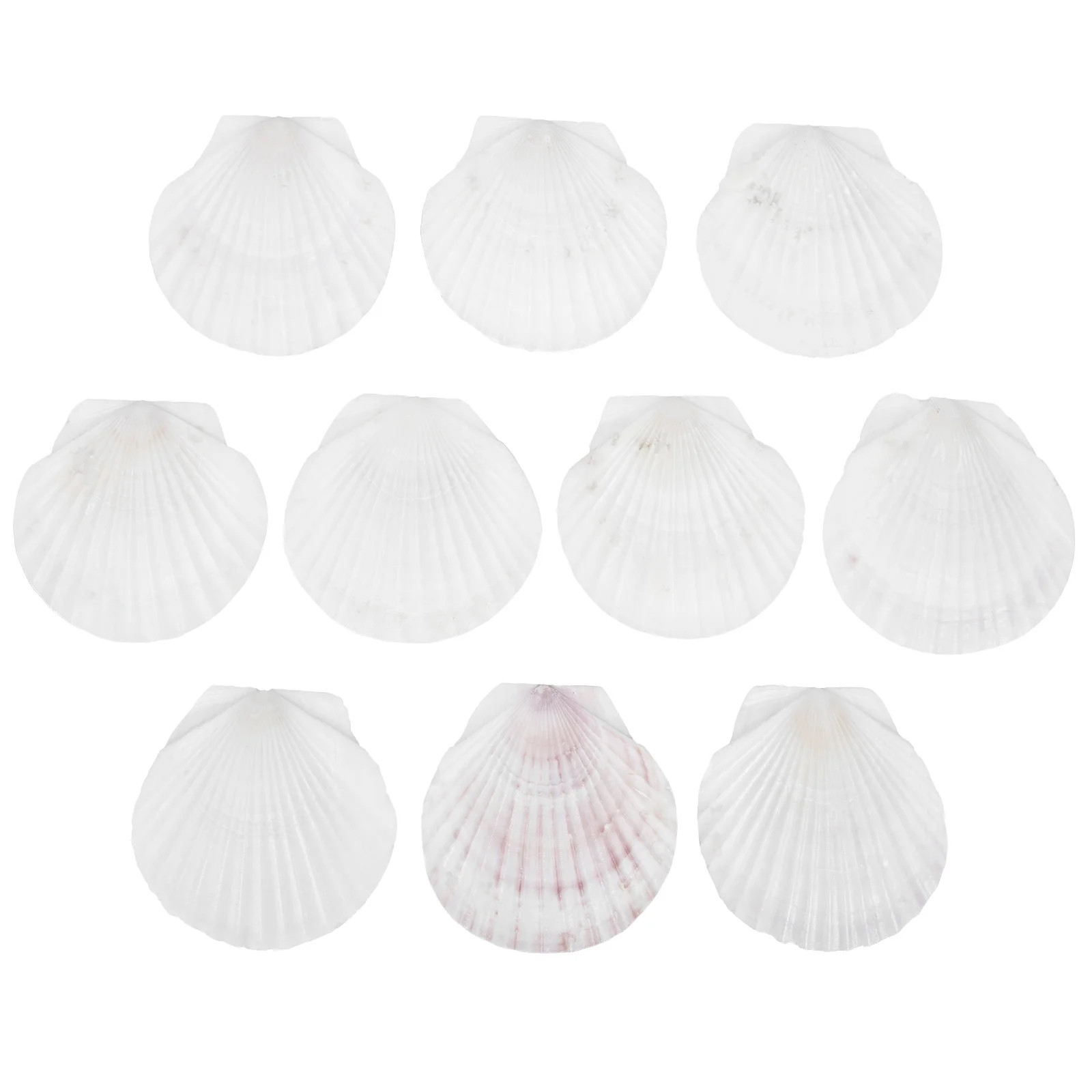 

Shell Shells Scallopsea Natural Baking Dish Gifts Birthday Mom White Craft Crafts Diy Beach Plates Painting Large Serving
