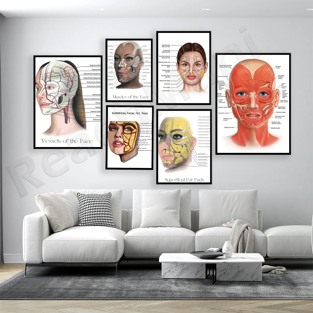 Анатомия лица мускулистные сосуды детальная Художественная печать