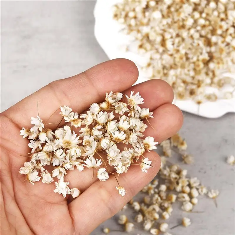 

Dried Flowers Head Dry Gypsophila Plants For Epoxy Resin Pendant Necklace Jewelry Making Craft DIY Nail Art Accessories