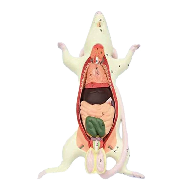 

Animal Anatomical Model Mouse Visceral Anatomy Teaching Model With Digital Sign Removable For School