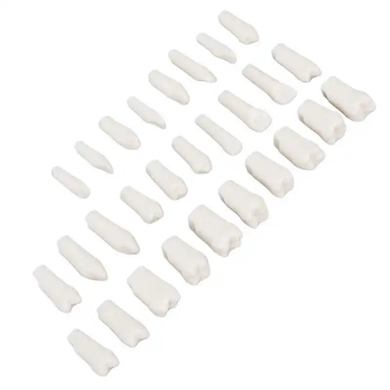 

Removable Teeth Piece Typodont Teeth Model for Teaching