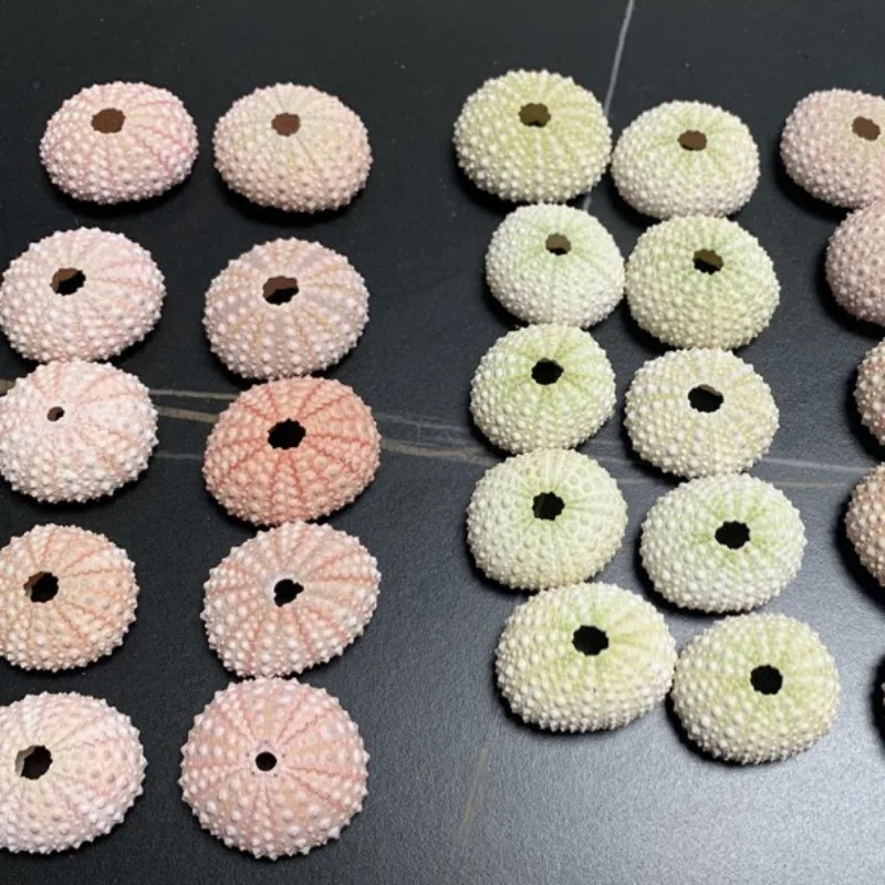 Розовые морские ракушки для суккулентов свадебные украшения морского урчина