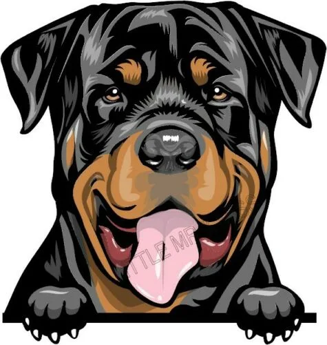 

For ROTTWEILER Peeking Dog Breed Window Wall Laptop Sticker w/proof
