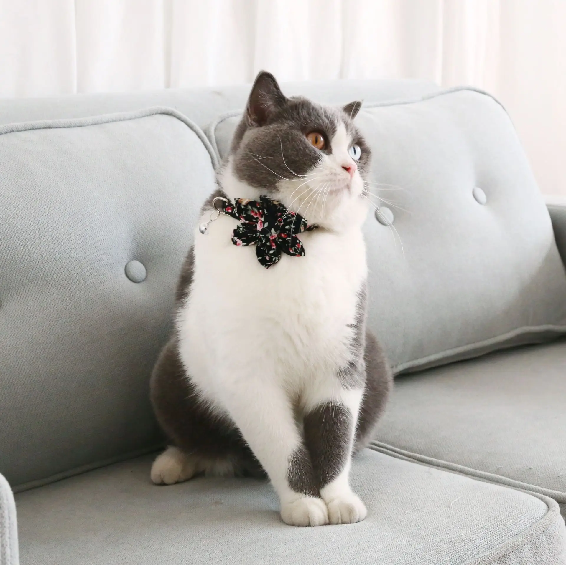 

Pet Buckle Adjustable Flower Collar Cat Dog Broken Flower Pastoral Wind Bell Bell Necklace Accessories