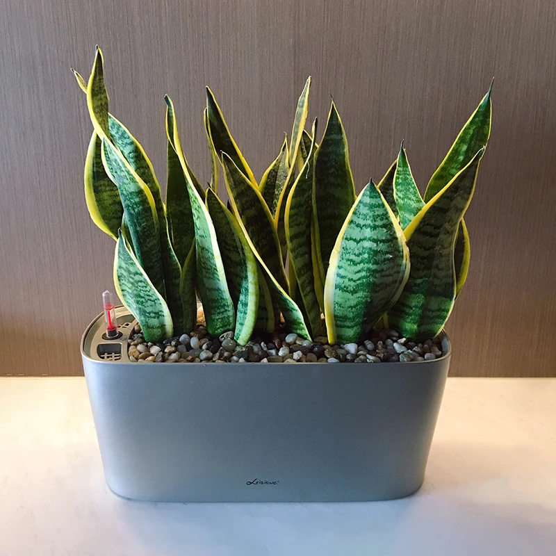 

Lazy Craft Creative Rectangular Plastic Imitation Ceramic Green Radish Indoor Flower Pots