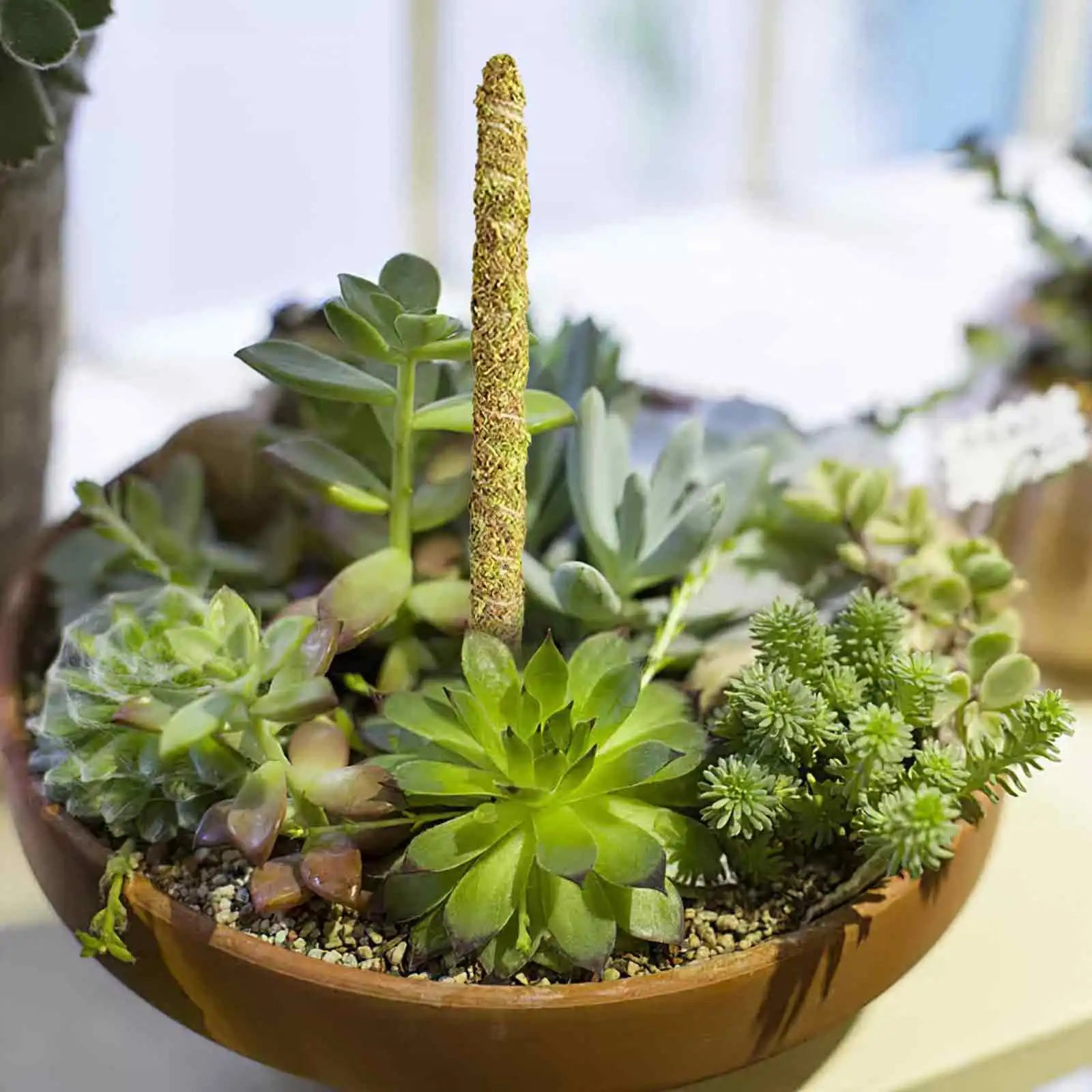 

Bendable Plants Climbing Moss Column Plant Climbing Plants Rod Potted Plants Moss Stake Gardening Plant Climbing Tool