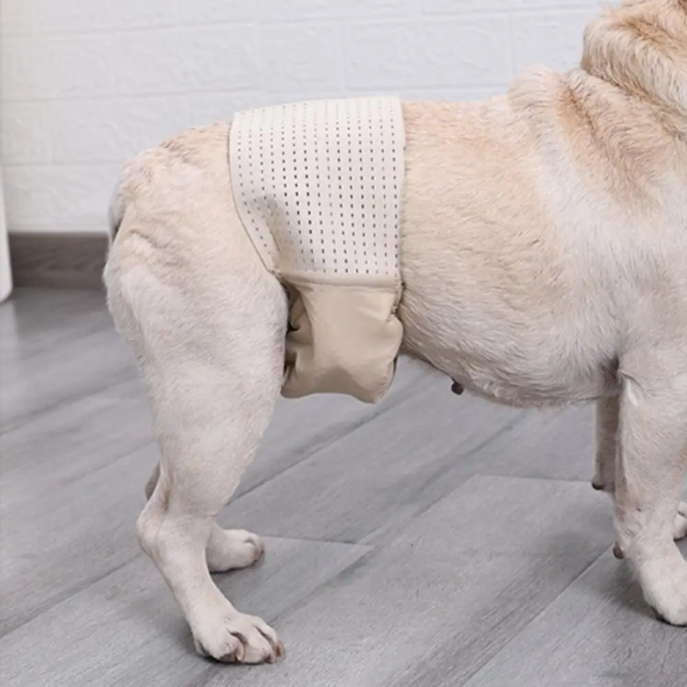 

Attractive Highly Absorbent Polyester Comfortable Female Dog Diaper Pet Cloth Pet Physiological Pantie Pet Accessories
