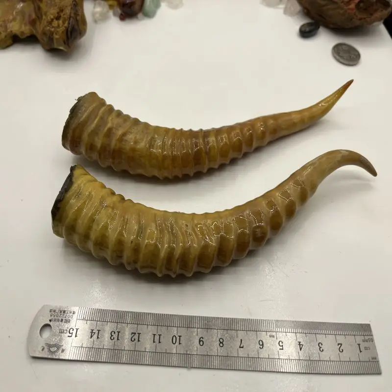 A Pair Tibetan Male Antelopes Horn Sharp Collection Decoration Play With Old Objects False One Compensation Ten!