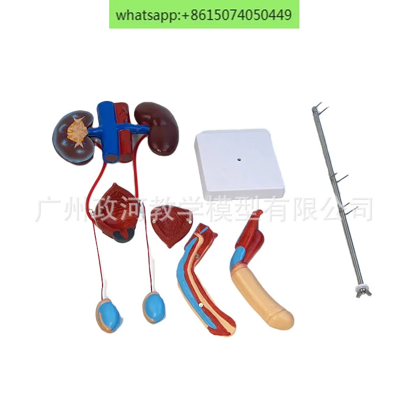 Стереоскопическое обучение моделям мочевой и репродуктивной системы