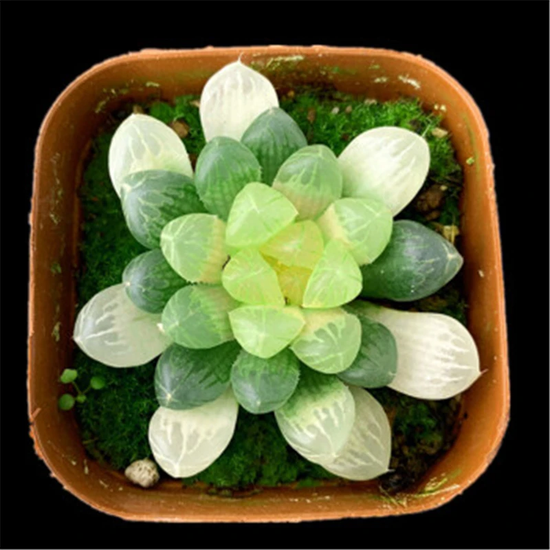 

Капли кактуса, цветок, ароматные суккуленты, 50 шт./партия