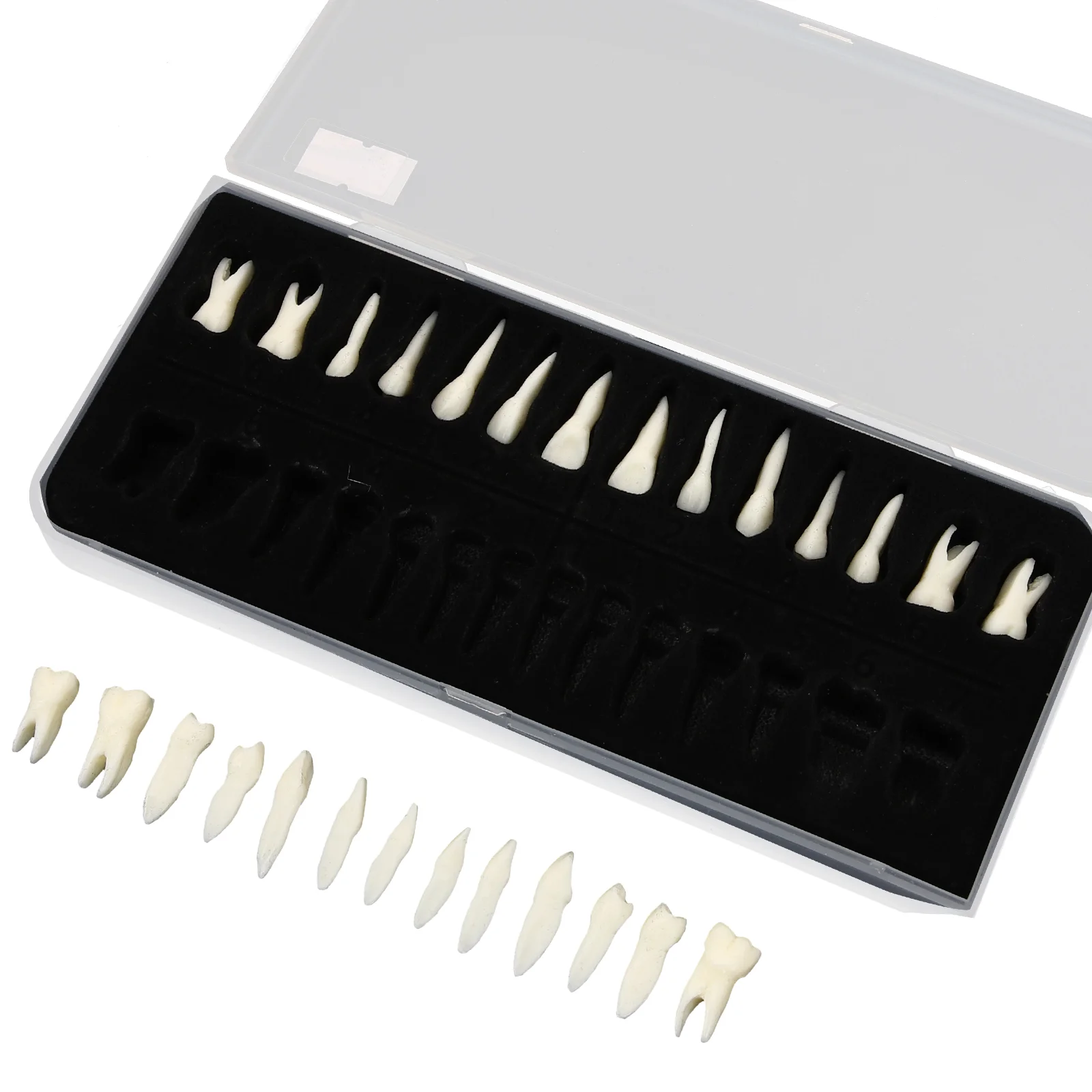 

Teeth Resin Denture Model Teaching Props False Artificial Horror Halloween Fake Patients Complete Temporary Polymer Shade Lower