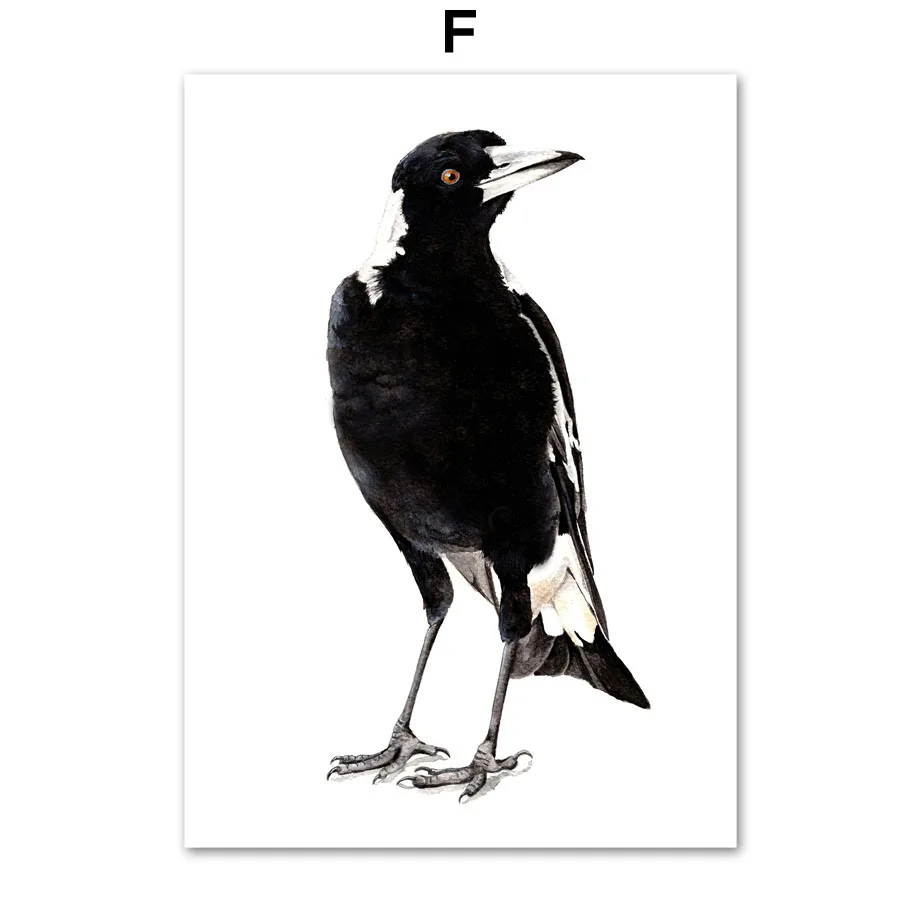 

Картина на холсте с изображением австралийской птицы