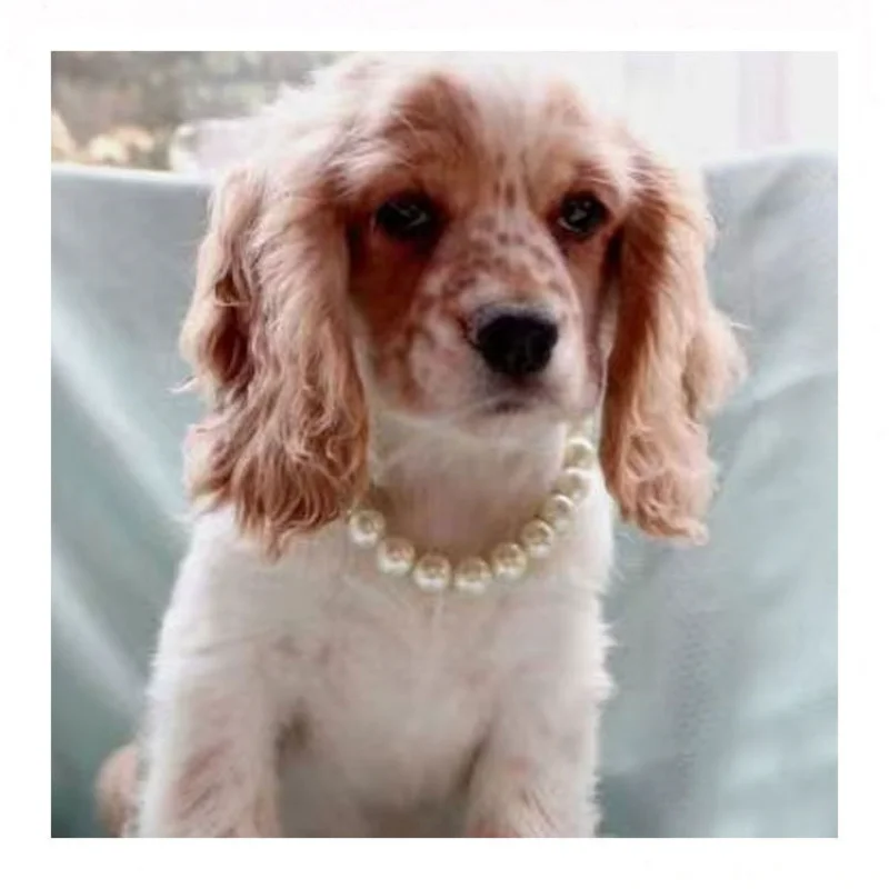 

Luxury Pearls Dog Collar Necklace Fashion Wedding Party Grooming Accessories Adjustable Necklace Jewelry for Small Dogs Cat