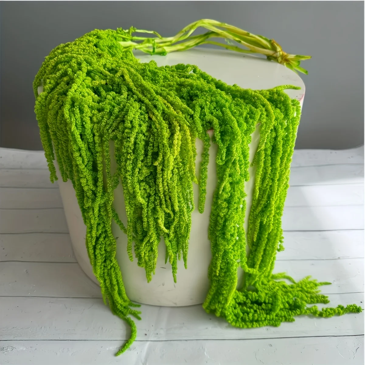 

Сушеные цветы амарантуса