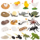 Модели животных Монтессори с жизненным циклом, экшн-фигурки, лягушка, курица, насекомые, биологические материалы, Обучающие Развивающие игрушки D2464H