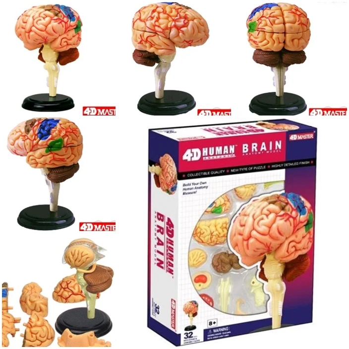 4D Master Human Brain Model Structure Assembled Anatomy Dimensional 32pcs Set | Building Kits