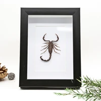 various scorpion specimens resin sealing ornaments original ecological dry scorpion frame binding collection for home decoration