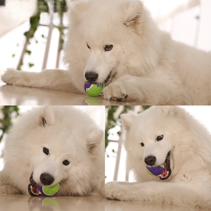 

Мяч для домашних животных, игрушки, щенок, кошка, собака, Забавный мяч, игрушки для собак со звуком, искусственный мяч, лечение тренировок, же...