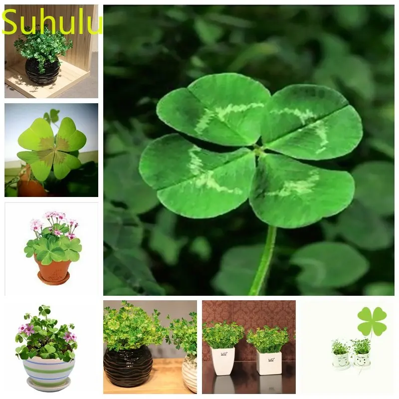 

Новое поступление, 100 шт./пакет, растения, четырехлистный клевер, трифолиевый отпугиваемый, смешанный голландский клевер, сделай сам, домашнее и садовое растение