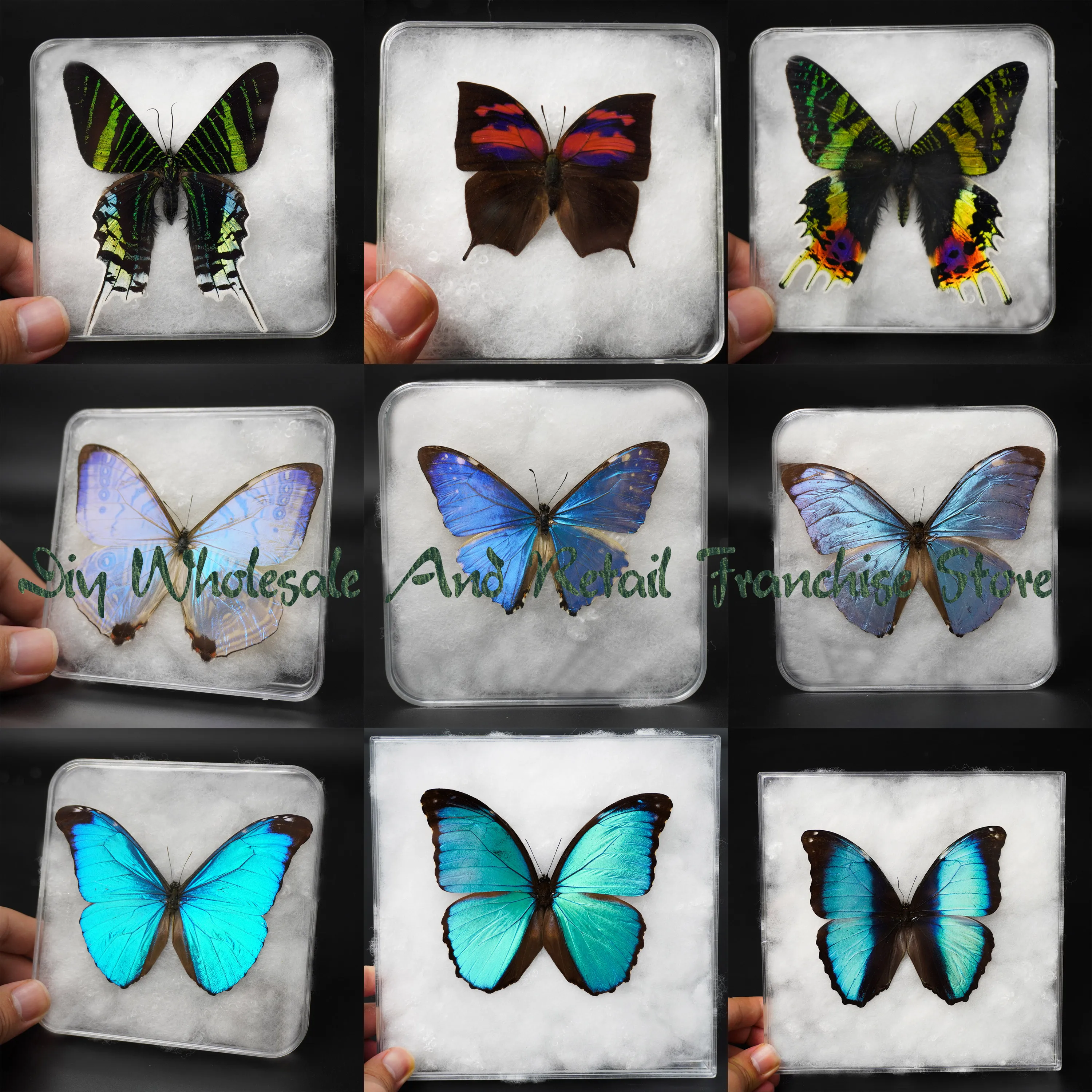 

Real Butterfly Specimens Rare Butterflies Beautiful and Stunning Colors for Collection Display Gifts Can Be Removed