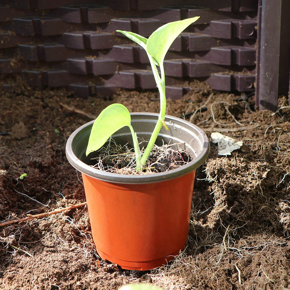 20-150 шт. цветочные горшки 6 размеров