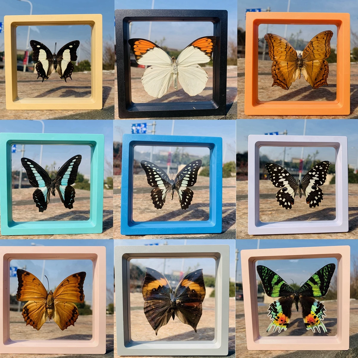 

Butterfly specimen real butterfly home decoration wedding Valentine's day birthday gift