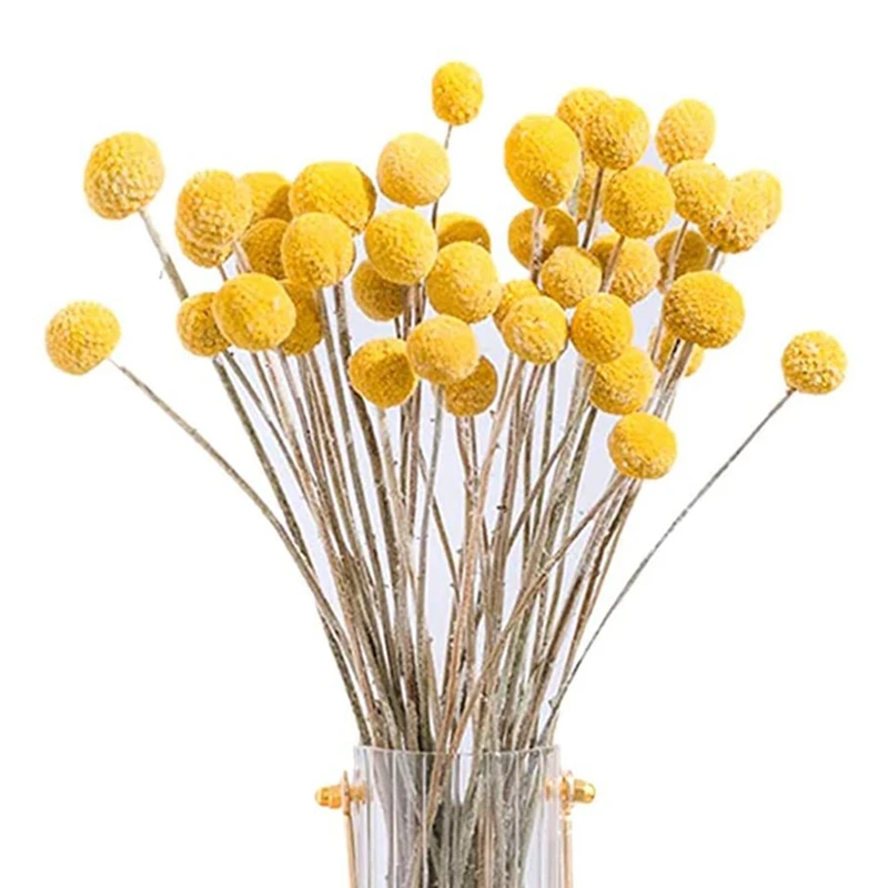 

40Pcs Dried Craspedia Flowers Dried Billy Button Balls Flowers,Dried Flower Bouquet For Arrangements Wedding Home