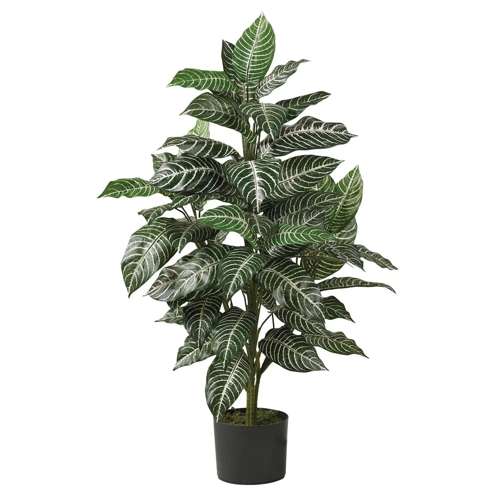

3' Zebra Silk Plant Green