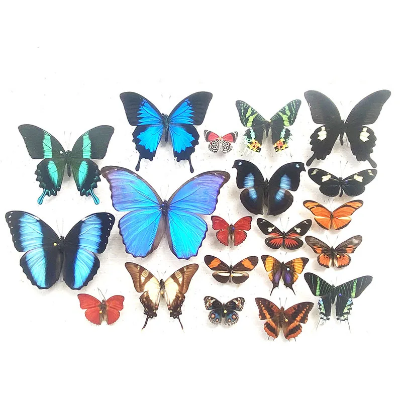 

Настоящие образцы бабочек, насекомые, учебные пособия для детского сада, коллекция, украшение для гостиной, домашний декор