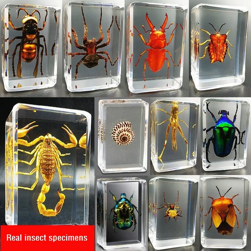 

Creative Small Ornaments Real Insect Specimens Transparent Resin Kindergarten Teaching Observation Toy Scorpion Spider Beetle