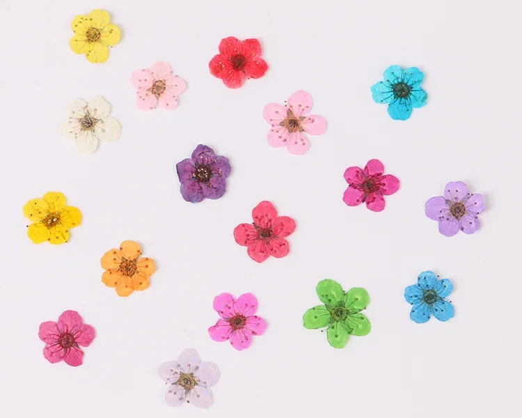 

Мини прессованные сушеные нарциссы Jonquilla 100 шт