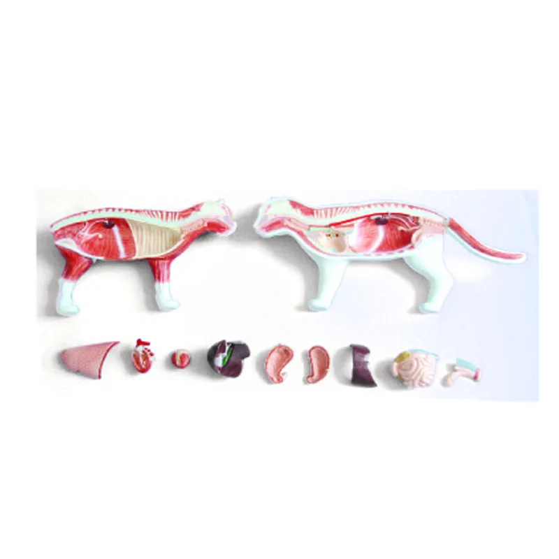 

Медицинская анатомическая модель Кота для ветеринарной школы