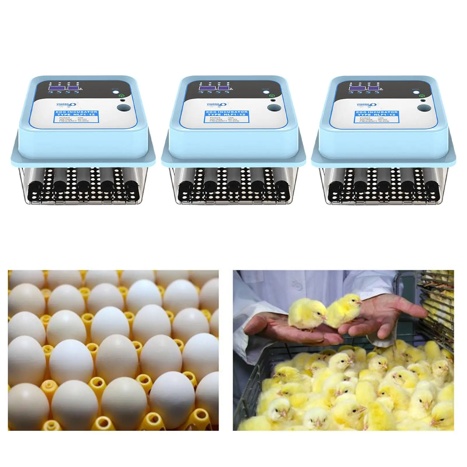 Где Купить Яйца Индейки Для Инкубатора