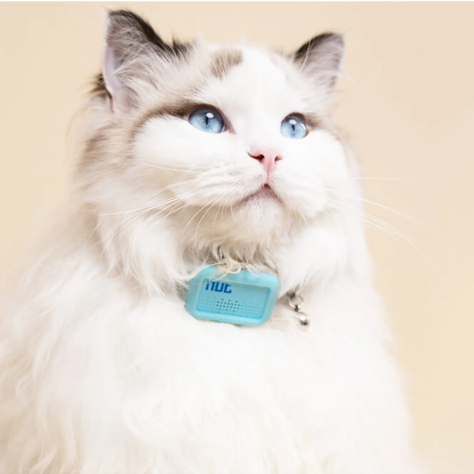 GPS-трекер для кошек на АлиЭкспресс: надежный контроль за мурчащим питомцем