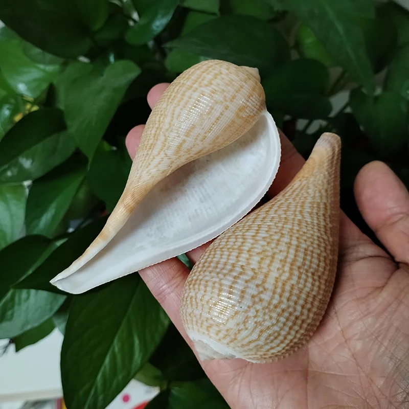 

2 штуки, натуральные морские ракушки Фикус Грацилис 8-10 см