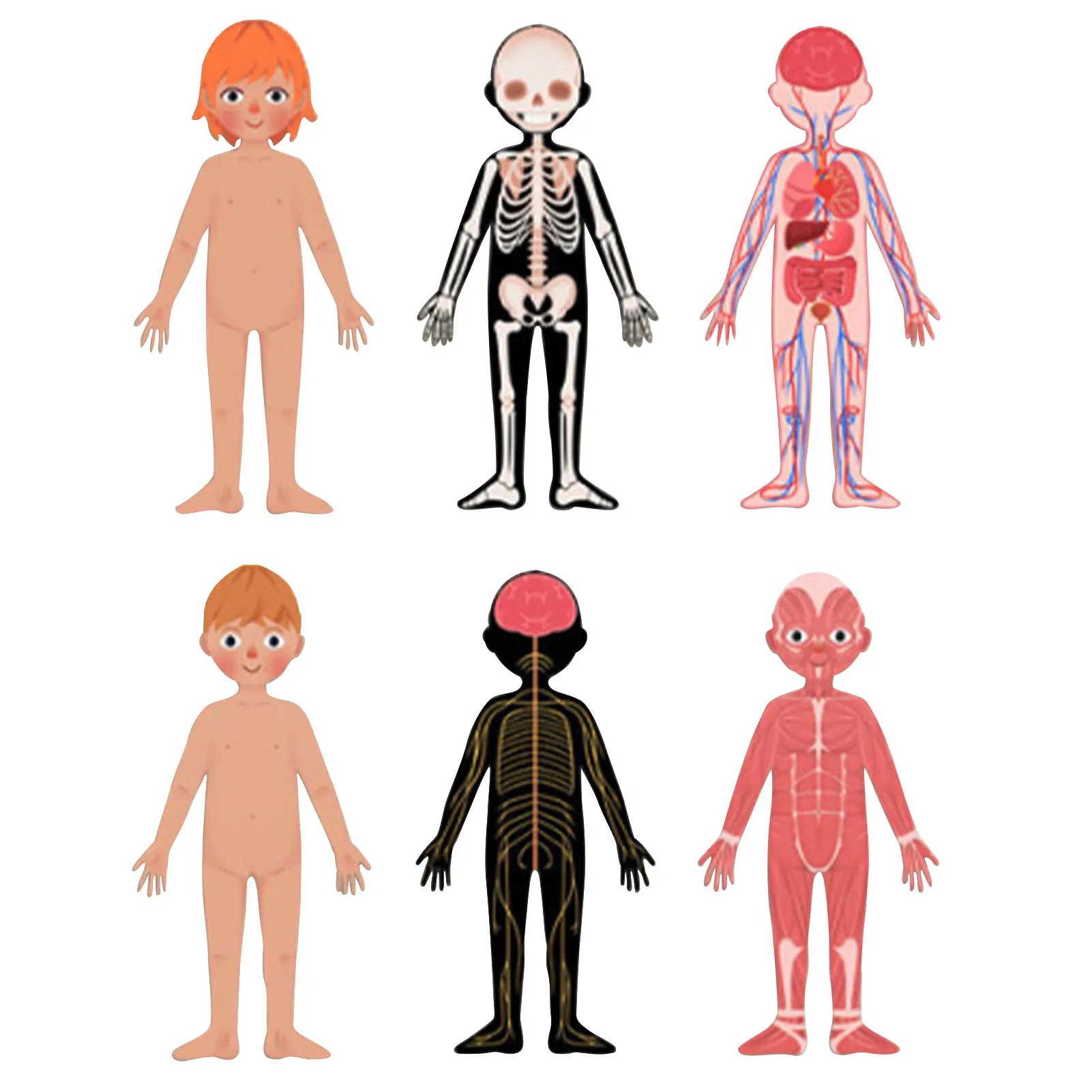 

Magnetic Human Body Anatomy Play Set Body Parts Organs Muscles Skeleton and Bone Jigsaw Toys Children Montessori Interactive Toy