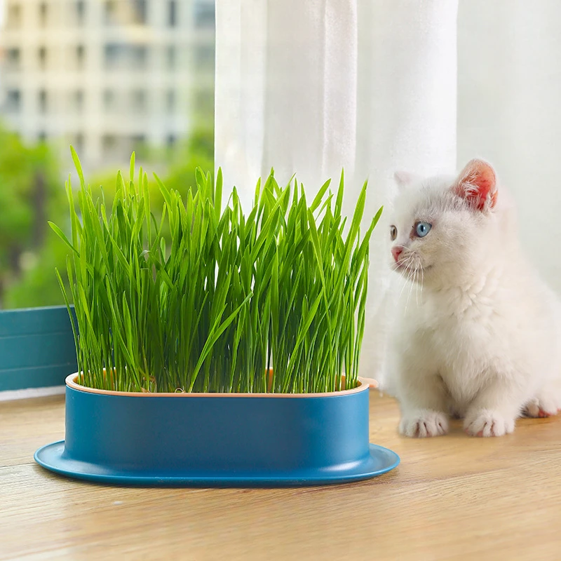 

New Pet Cat Sprout Dish Growing Pot Hydroponic Plant Cat Grass Germination Digestion Starter Dish Greenhouse Grow Box