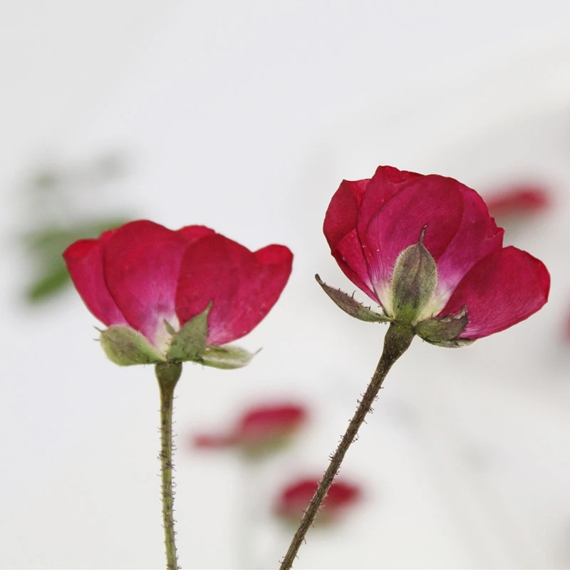 50 шт. прессованный высушенный Роза цветок растения для эпоксидной смолы кулон