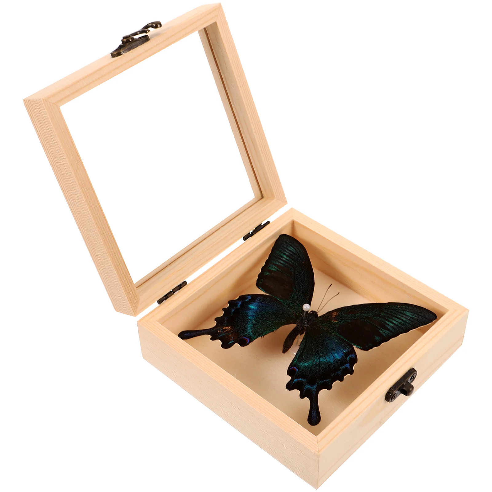 

1 set of Butterfly Specimen in Display Case School Educational Butterfly Specimen Butterfly Ornament