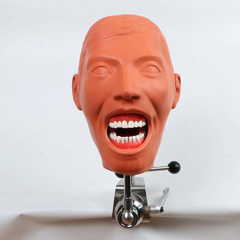 TJIRIS Dental Advanced фантомная головка без плеча обучающая модель с 32 зубьями U1 1 комплект