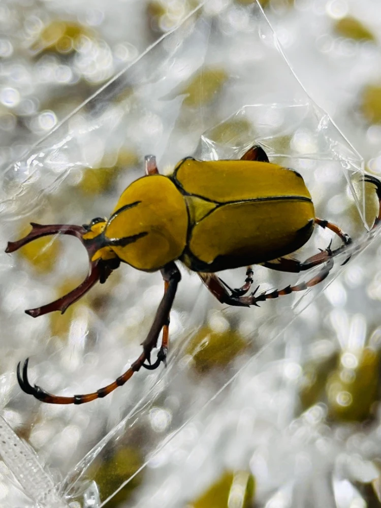 

Образец боуры Dicronocephalus для декора