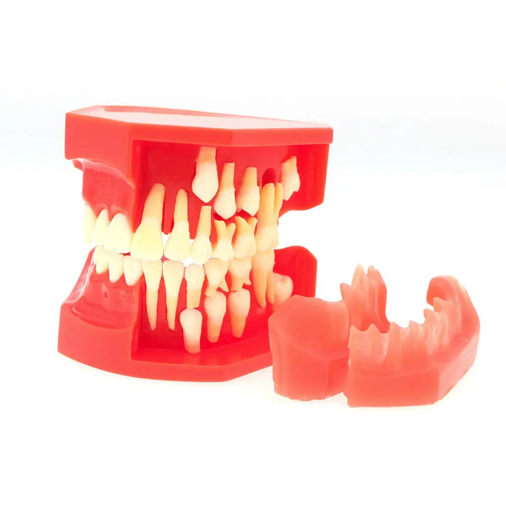 Dental Teeth Permanent Tooth Alternate Demonstration Study Teach Model M7013