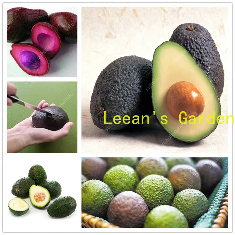 

Семена 5 растений авокадо, зеленые фрукты, вкусная лесоница, американская мельница, груша, легко растут, семена фруктов для домашнего сада